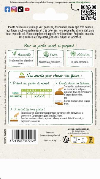 Fleurs - Giroflée d'Eté Quarantaine Variée - MEDIA_PACKAGING_VERSO